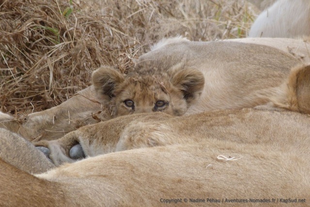 Un adorable bébé lionceau, tout timide