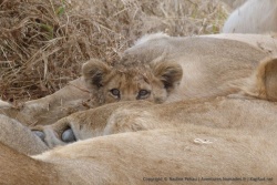 Un adorable bébé lionceau, tout timide