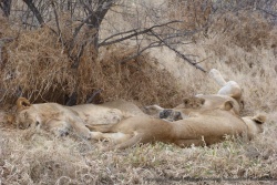 Quand on voit la taille de la patte d'une lionne par rapport à la tête du lionceau, c'est impressionnant