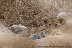 Visiblement, le lionceau est le seul de la tribu intéressé par notre présence