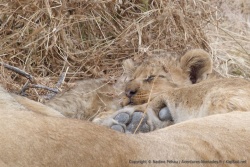 Comme tout bébé, le lionceau sombre facilement dans un lourd sommeil