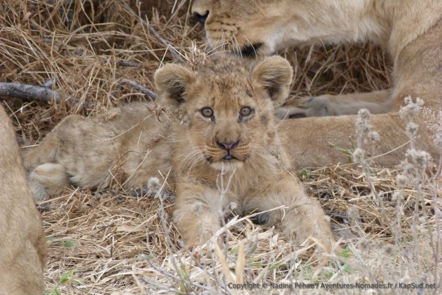 Un lionceau vraiment trop craquant