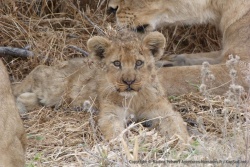 Un lionceau vraiment trop craquant
