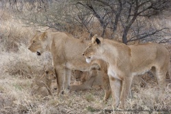 Finalement, tout le monde se réveille mais le lionceau préfère le giron maternel