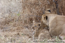Le lionceau ne quitte pas sa mère d'une semelle
