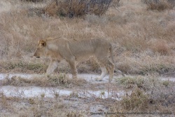 Un lion juvénile à la crinière naissante