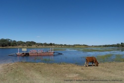 Pour rejoindre le camp de Khumaga, dans le parc de Makgadikgadi, il faut utiliser ce bac