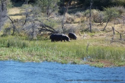 En sortant du Central Kalahari, on s'étonne de rencontrer des hippopotames