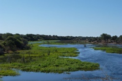 La rivière Boteti, un paradis pour tous les animaux