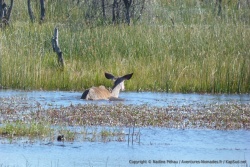 A notre grande surprise, nous découvrons une femelle koudou en train de traverser la rivière