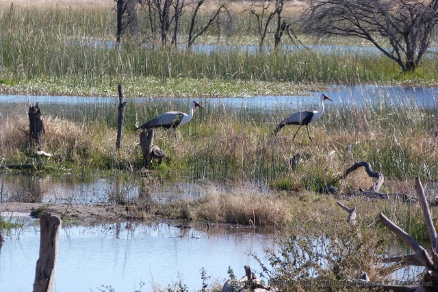 Un très joli couple de grues