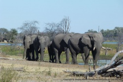 Le tableau ne pourrait être complet sans la présence des éléphants