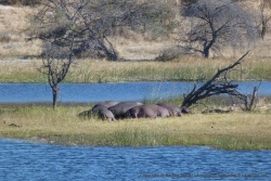 Famille d'hippopotames en plein bain de soleil