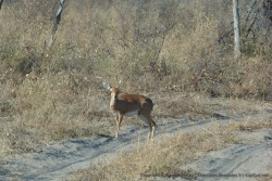Un steenbuck surpris sur la piste
