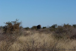 En s'enfonçant dans le bush épais, on repère un superbe éléphant