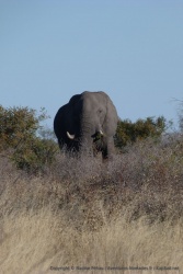 On a du mal à imaginer qu'un tel mastodonte puisse se nourrir avec cette végétation toute rabougrie