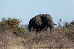 Plus on voit des éléphants, plus on les trouve fascinants