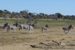 Certains laissent éclater leur joie de retrouver eau et pâturage à volonté 