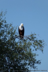 Qui dit rivière, dit aigle pêcheur