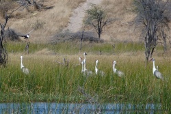 Dans les herbes aquatiques, un groupe de grues, toujours aussi élégantes