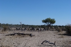La migration des zèbres du Botswana est la 2ième plus importante au monde