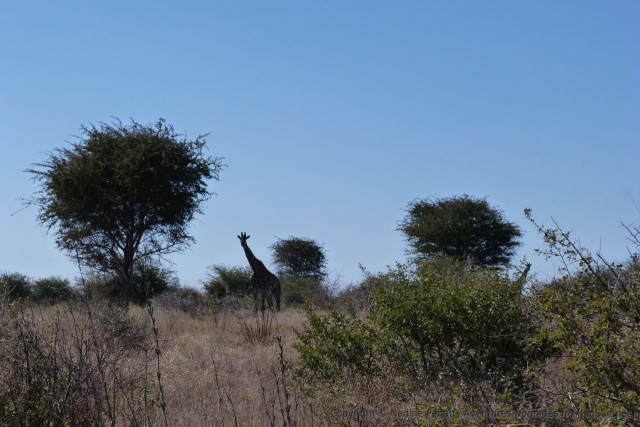 En traversant le bush pour rejoindre les pans, on croise cette belle girafe