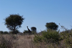 En traversant le bush pour rejoindre les pans, on croise cette belle girafe