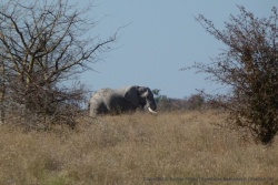 Seuls les grands mâles se lancent dans la traversée de Makgadikgadi NP 