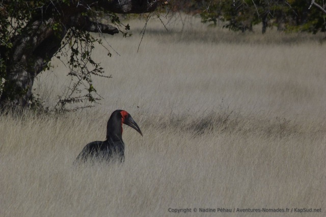 Ce gros oiseau noir a bec rouge qui fait partie de la famille des calaos, reste généralement au sol
