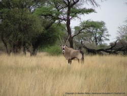 Botswana 1ère partie : Traversée du très beau Kgalagadi Transfrontier Park