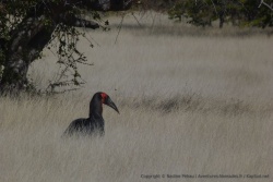 Ce gros oiseau noir a bec rouge qui fait partie de la famille des calaos, reste généralement au sol