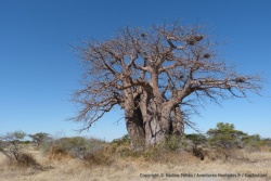 Greene's Baobab, le premier et très imposant baobab de notre circuit