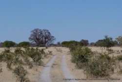 L'arrivée sur le baobab de Chapman est magnifique