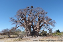 Le baobab est un arbre à part, et celui-là encore plus