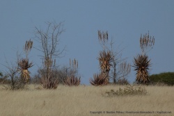 Ces drôles de plantes brandissent leurs fleurs comme des oriflammes