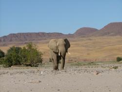 Afrique australe 2008