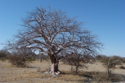 Dans des lieux aussi étranges, on ne peut s'attendre qu'à des arbres tout aussi bizarres