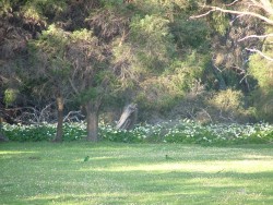 De beaux paysages agrémentés par de charmantes perruches