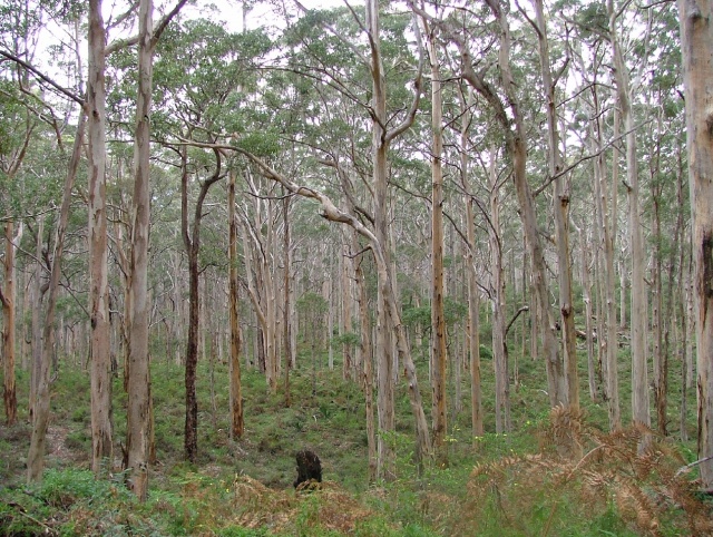 Forêt d'eucalyptus
