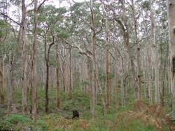 Forêt d'eucalyptus