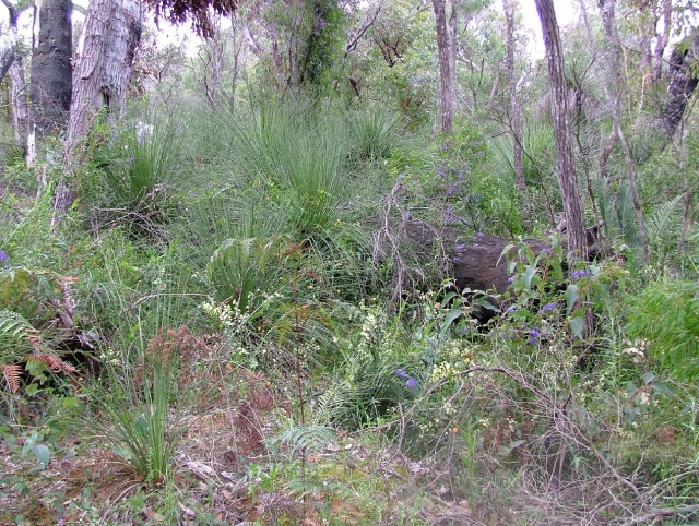 égétation très particulière du parc d'Entrecasteaux