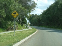 Attention, passage de bandicoot ! kesalo ?