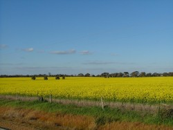 Champ de fleurs dans l'Outback