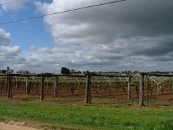 Les vignes de la Swan Valley