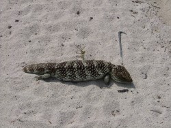 Gros lézard très répandu sur les pistes de sable