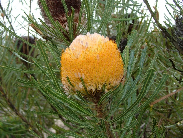 Les fleurs du bush méritent qu'on s'y penche de plus près