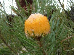 Les fleurs du bush méritent qu'on s'y penche de plus près