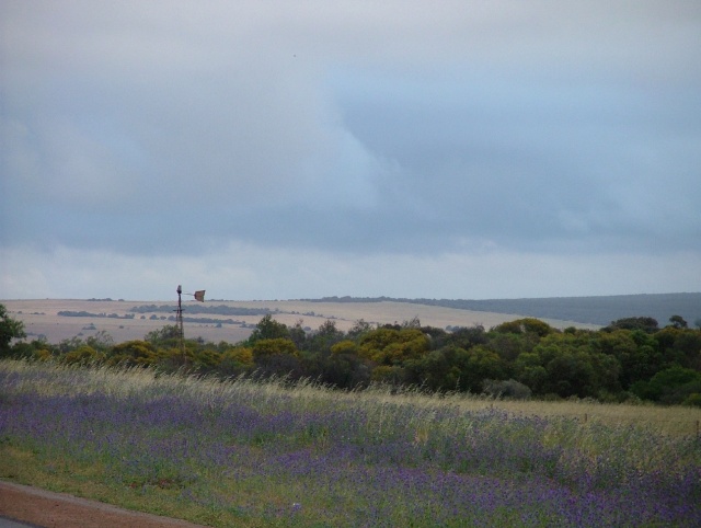 Les fleurs sauvages dans les prés font varier les tâches de couleurs du paysage