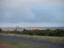 Les fleurs sauvages dans les prés font varier les tâches de couleurs du paysage