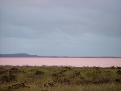 Non ce n'est pas un mirage, il est vraiment rose